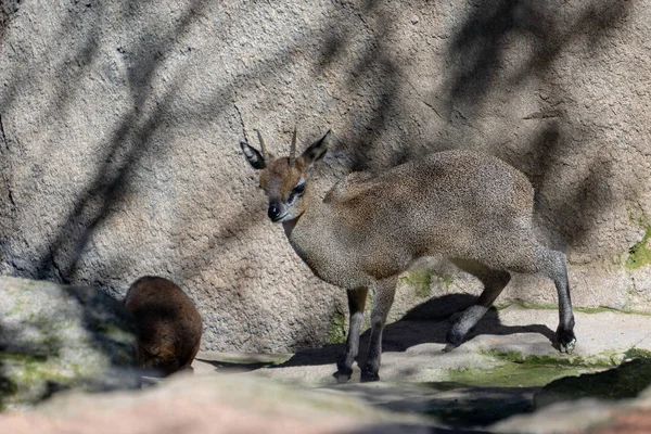 Valencia, İspanya - 26 Şubat:, V Bioparc Killspringer — Stok fotoğraf