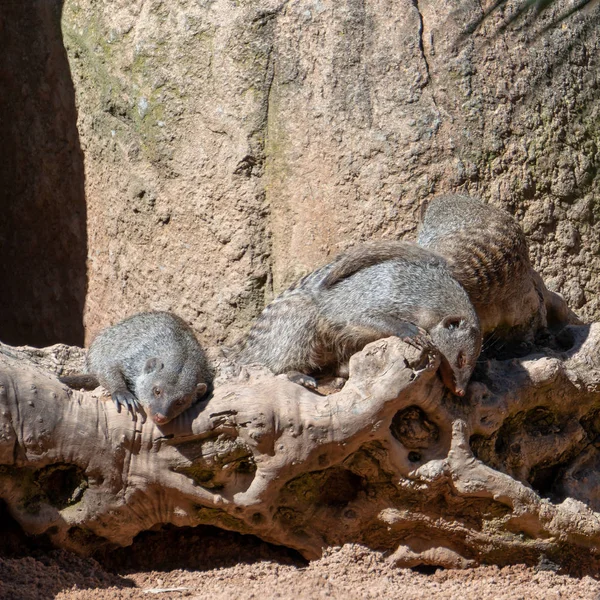 VALENCIA, SPAIN - FEBRUARY 26 : Mongoose at the Bioparc in Valen — Stock Photo, Image