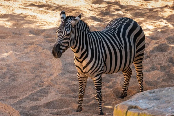 Valencia, Spanien - 26 februari: Zebra på Bioparc i Valencia — Stockfoto