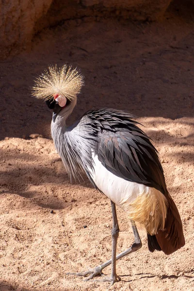 Valencia, Spanje - 26 februari: Zwarte kroonkraan op de Biopa — Stockfoto