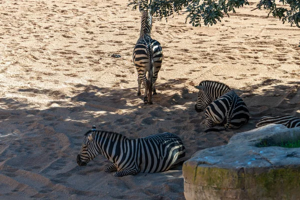 Valencia, Spanien - 26 februari: Zebra på Bioparc i Valencia — Stockfoto