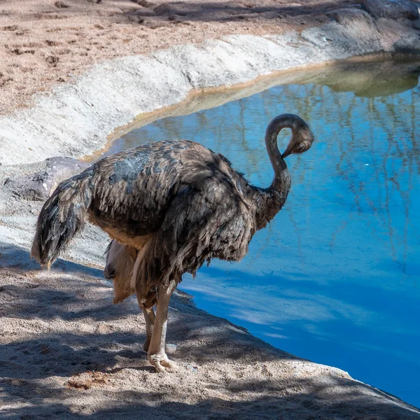 Valencia, Spanje - 26 februari: Vrouwelijke struisvogel op het Bioparc in — Stockfoto