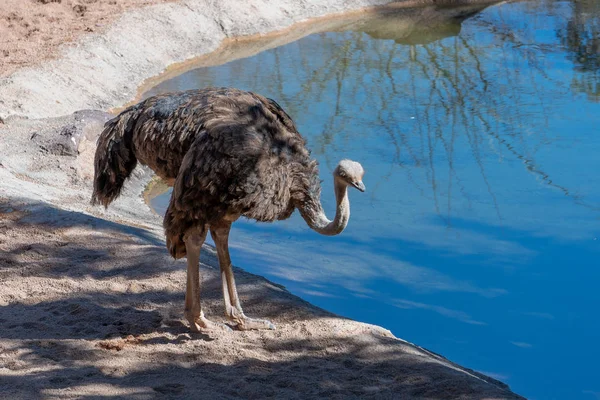 Valencia, Spanje - 26 februari: Vrouwelijke struisvogel op het Bioparc in — Stockfoto