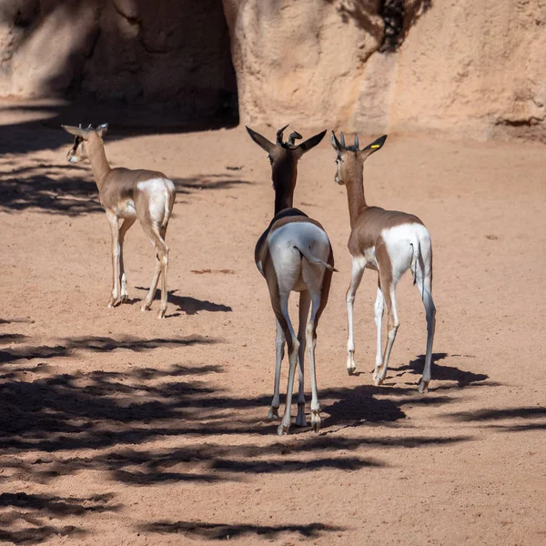 VALENCIA, ESPAGNE - 26 FÉVRIER : Mhorr Gazelle au Bioparc — Photo