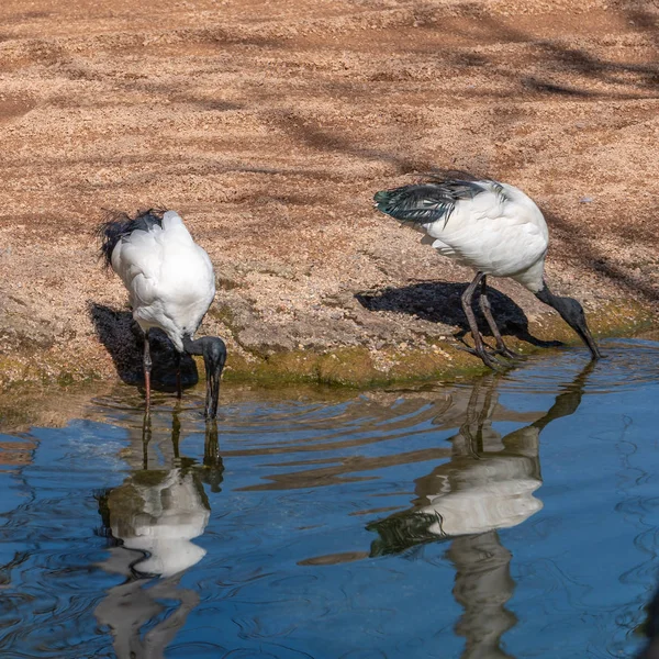 VALENCIA, ESPAÑA - 26 DE FEBRERO: Ibis Blanco (eudocimus albus) en — Foto de Stock