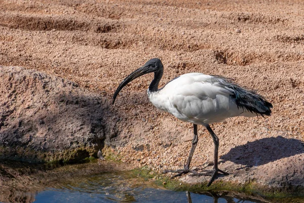 VALENCIA, ESPAÑA - 26 DE FEBRERO: Ibis Blanco (eudocimus albus) en — Foto de Stock