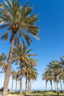 Valencia, İspanya - 25 Şubat: Palmiye ağaçları Vale sahilde