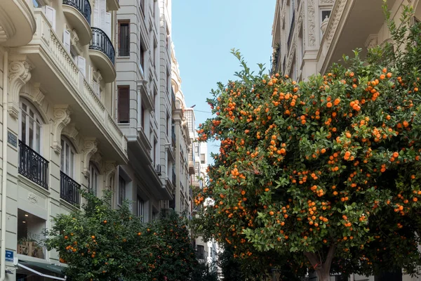 VALENCIA, SPAGNA - 24 FEBBRAIO: Orange Tree in the Town Hall Squ — Foto Stock