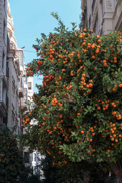 Valencia, Spanje - 24 februari: Oranje boom in het stadhuis Squ — Stockfoto