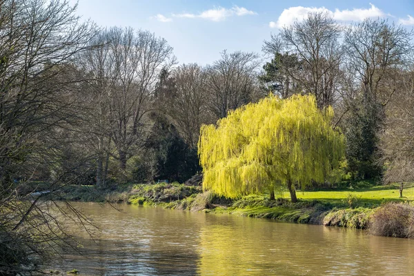 Two weeping willow trees bursting into leaf in springtime on the — Stock Photo, Image