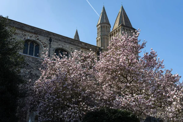 Rochester, Kent/Uk - 24 mars: Bild av en Magnolia träd flowerin — Stockfoto