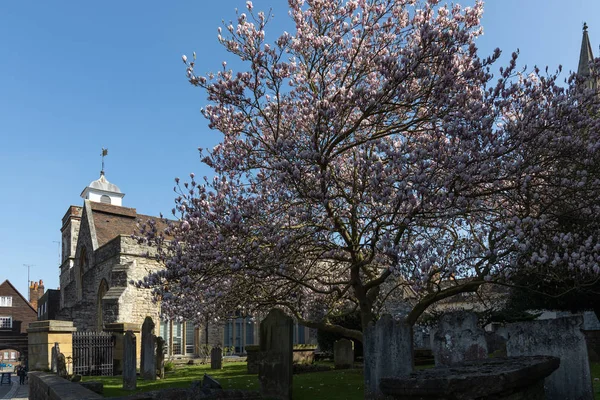 Rochester, Kent/Uk - 24 maart: Weergave van een Magnolia boom flowerin — Stockfoto