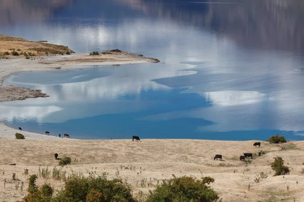 Cattle grazing on the land surrounding Lake Hawea — Stock Photo, Image