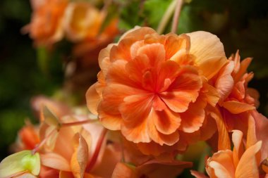 Turuncu Yeni Zelanda 'da çiçeklenme Begonia çiçekler sondaki