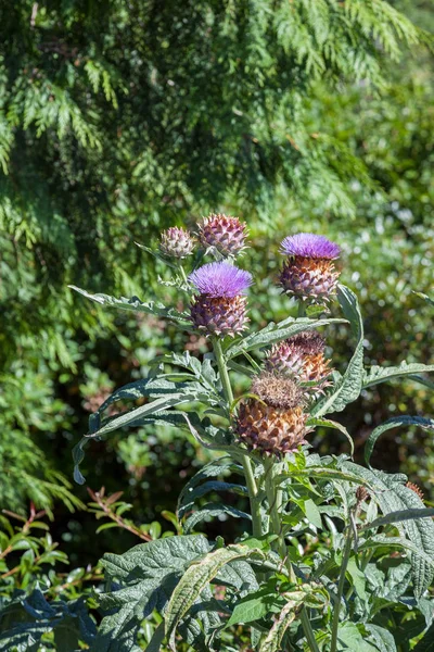 Thistle kvetoucí v letním dni na Novém Zélandu — Stock fotografie