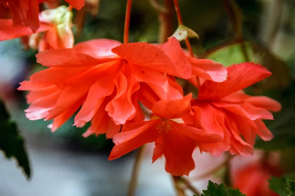 Red trailing Begonia flowers in bloom in New Zealand — Stock Photo, Image