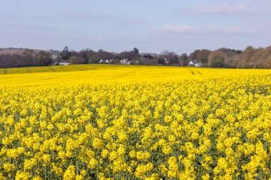 Rapeseed (Brassica napus) Doğu Sussex Yorkshire çiçeklenme