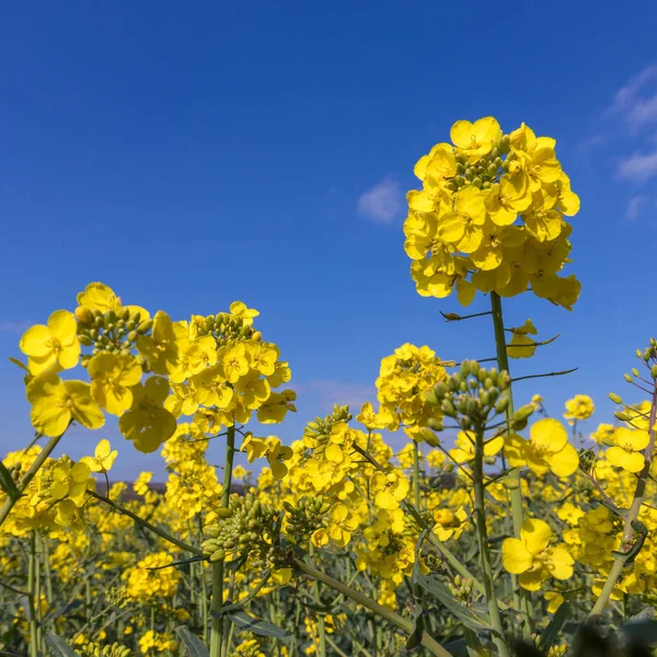 Řepné semeno (Brassica napus) kvetoucí ve východním Sussexu Krasi — Stock fotografie