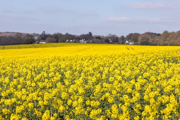 Rapeseed (Brassica napus) Doğu Sussex Yorkshire çiçeklenme