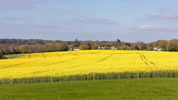 Rapeseed (Brassica napus) flowering in the East Sussex countrysi — Stock Photo, Image