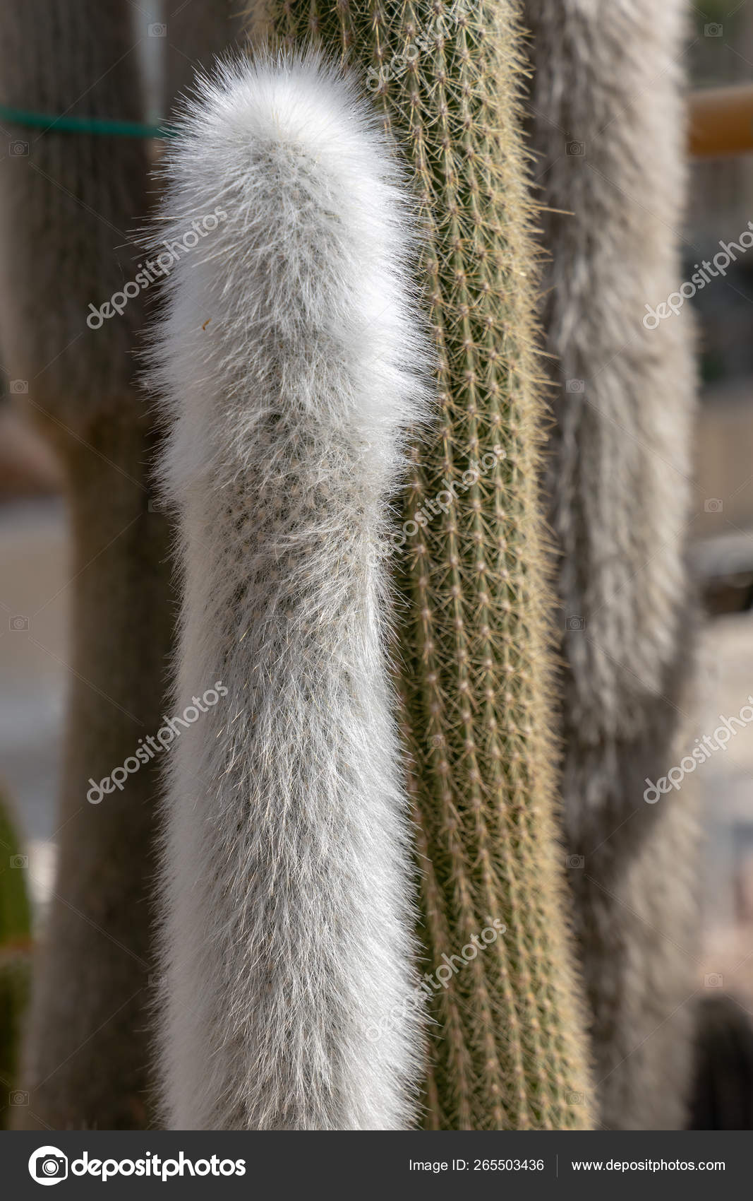 Cactus laineux images libres de droit, photos de Cactus laineux |  Depositphotos