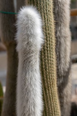 Gümüş yünlü Cleistocactus straussii (Heese) Backeb