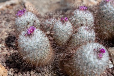 Bir Mammillaria bombycina Quehl görünümü çiçek başlıyor