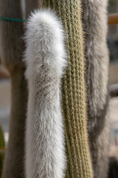 Cleistocactus straussii de lana plateada (Heese) Backeb — Foto de Stock