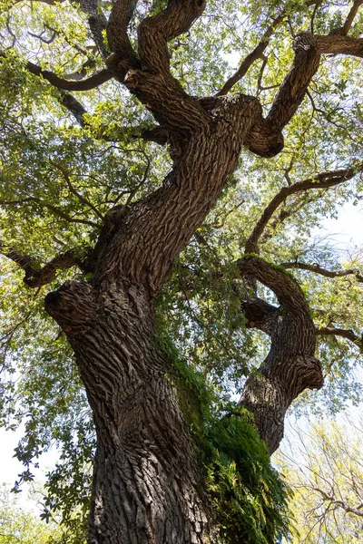Quercus virginiana, ook bekend als de Southern Live Oak — Stockfoto