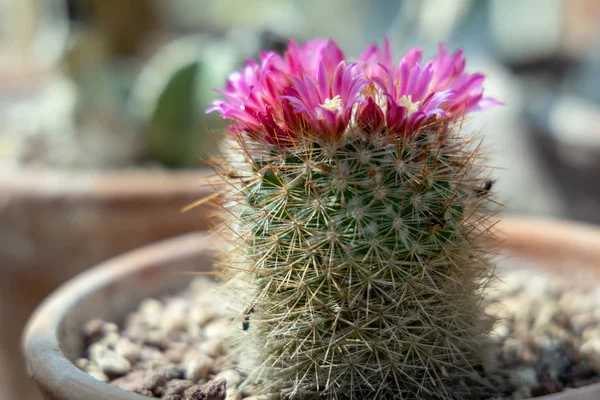 Cacto crescendo em um pote de terracota com flores rosa — Fotografia de Stock