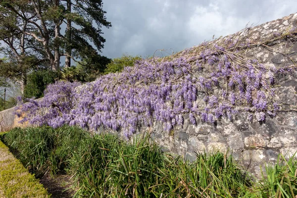 Cardiff, Verenigd Koninkrijk-27 april: muur bedekt met blauweregen op St Fagans N — Stockfoto