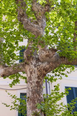 Monterosso'da bir sokakta büyüyen Londra Çınar ağacı