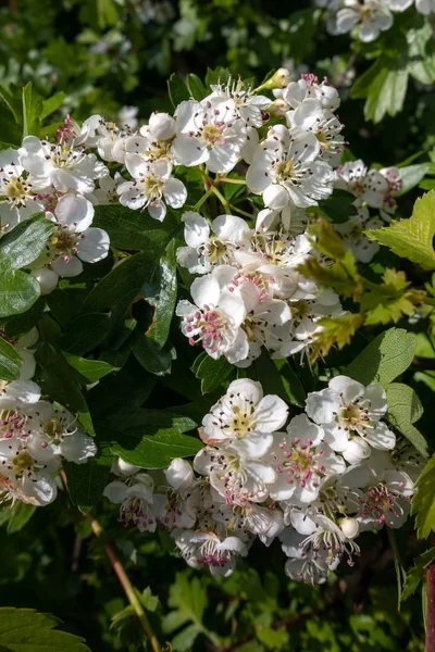 White blossom on a shrub in springtime — Stock Photo, Image