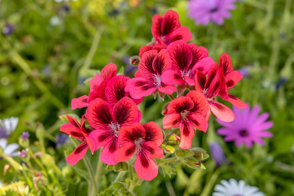 Pelargonium rosso fioritura a Manarola Ligura Italia — Foto Stock