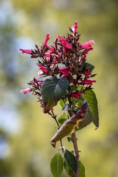 Flor roja Karwinkii 's Sage (Salvia karwinskii Benth .) —  Fotos de Stock