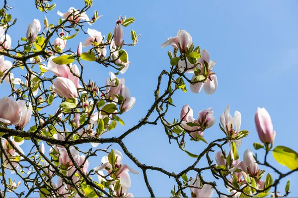 Magnolia Floraison des arbres — Photo