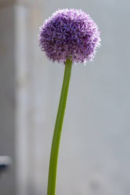 Mauve Allium Bristol bir bahçede akan
