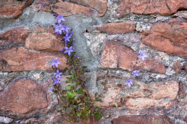 Bristol'da bir duvarda büyüyen asma küçük mavi çiçekler üretiyor