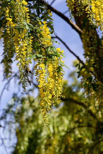 Laburnum fa, élénk sárga virágokkal, kék ég ellen — Stock Fotó