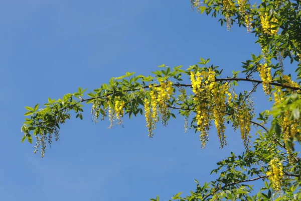 Laburnum árvore com flores amarelas vivas contra um céu azul — Fotografia de Stock
