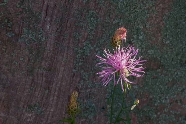 Monatana'da yabani büyüyen benekli Knapweed — Stok fotoğraf