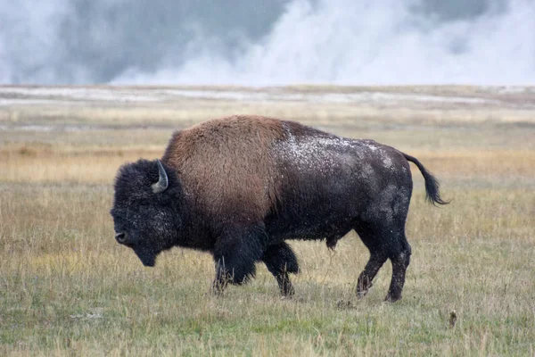 American Bison (Bison bison) — Stock Photo, Image