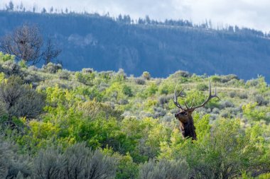 Elk veya Wapiti (Cervus canadensis) Yellowstone Milli Parkı'nda