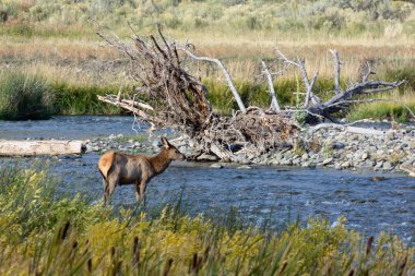 Elk veya Wapiti (Cervus canadensis) Yellowstone Milli Parkı'nda