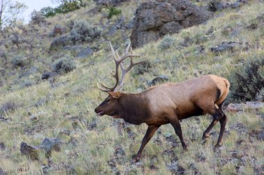 Geyik veya Wapiti (Cervus canadensis)