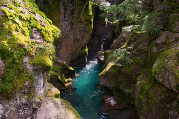 Looking Avalanche Creek — Stock Photo, Image