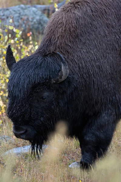 Amerykański żubra (Bison bison) — Zdjęcie stockowe
