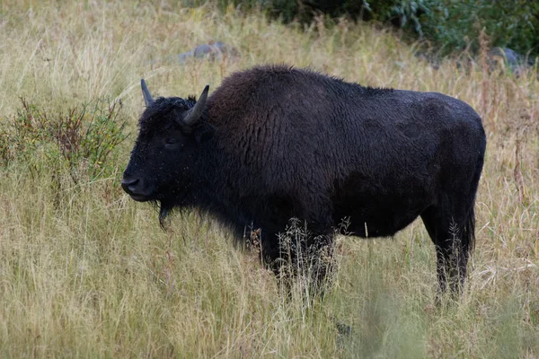 Amerykański żubra (Bison bison) — Zdjęcie stockowe