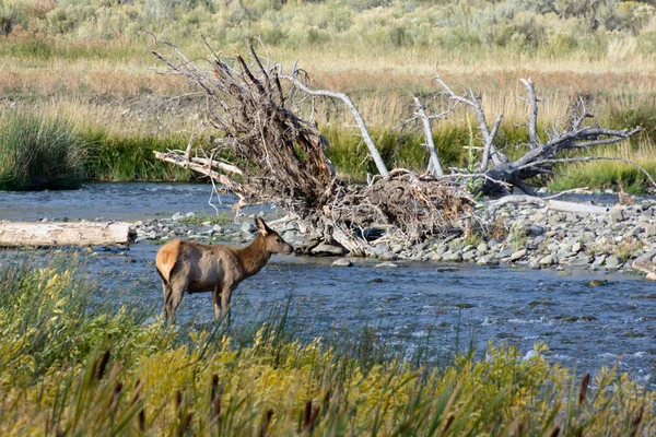 Elk Lub Wapiti Cervus Canadensis Parku Narodowym Yellowstone — Zdjęcie stockowe