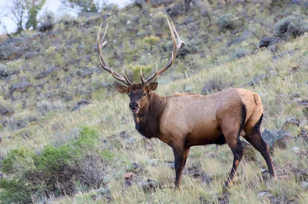 麋鹿或Wapiti (Cervus canadensis)) — 图库照片